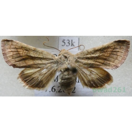 Pyrrhia purpura (Hübner, 1817) Czech53k